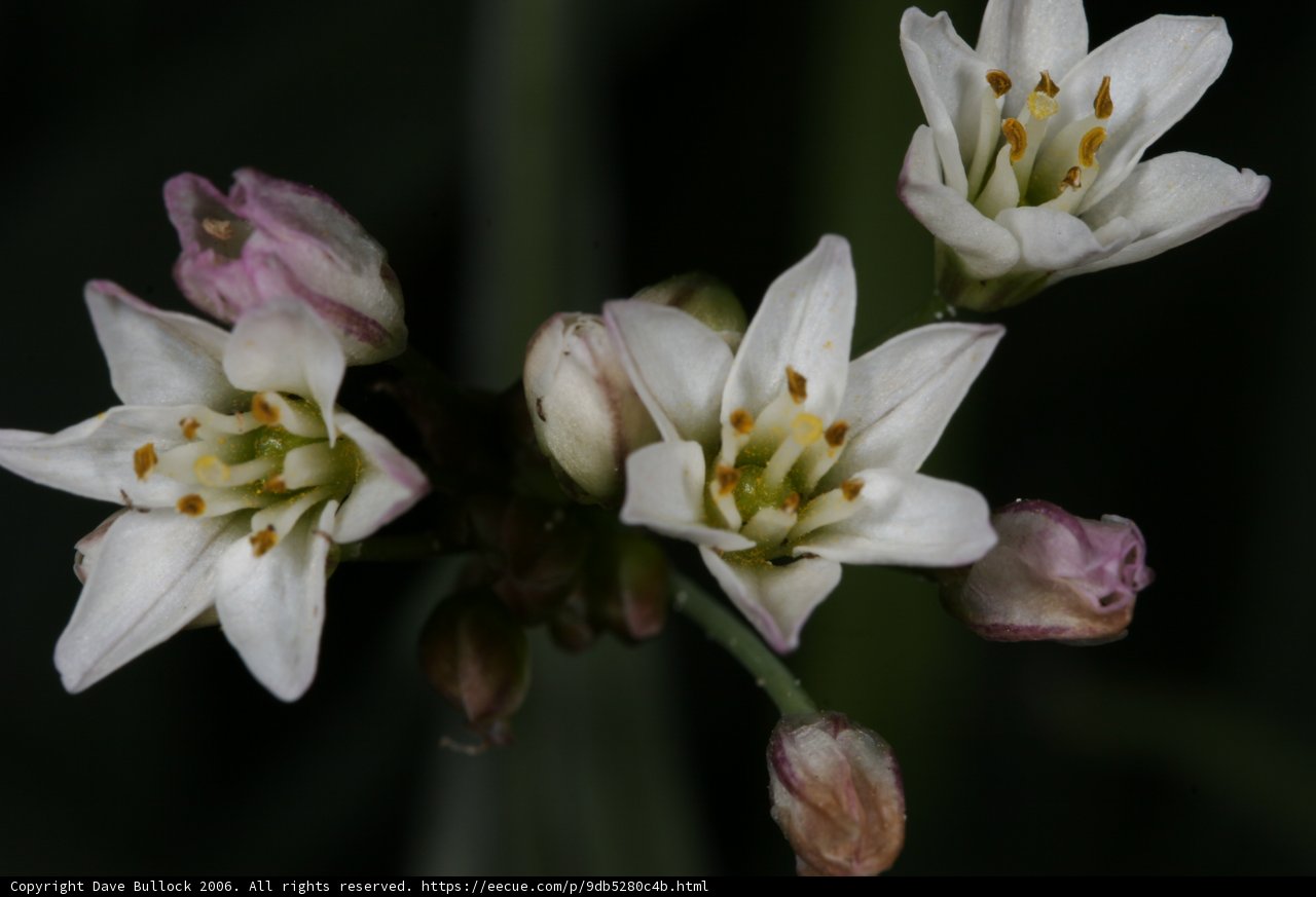 A Bouquet of Pollen-Covered Flowers