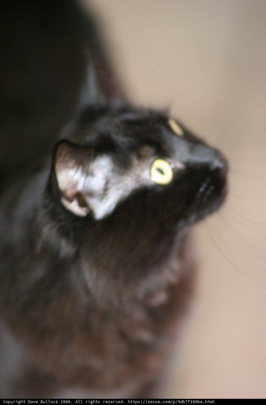 Inquisitive Black Cat