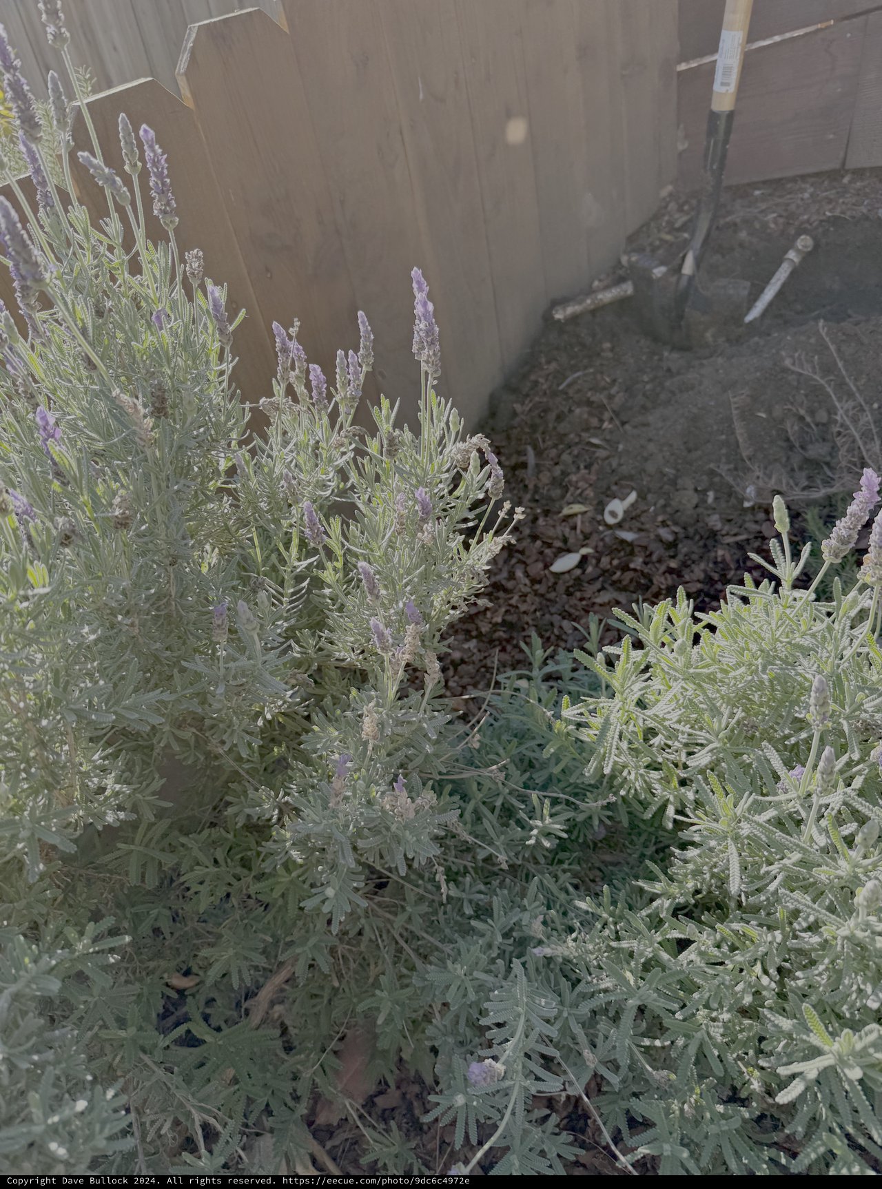Purple Lavender Blooms in Garden Setting
