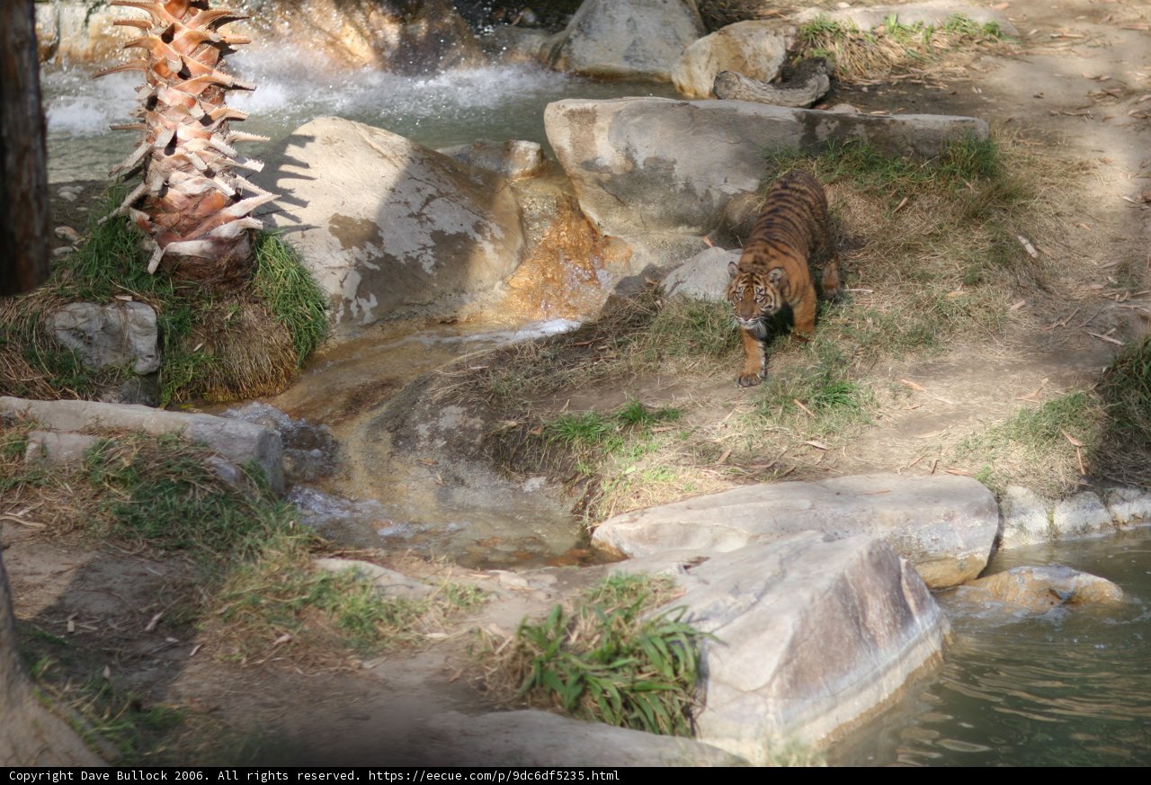 Majestic Tiger in Rocky Terrain
