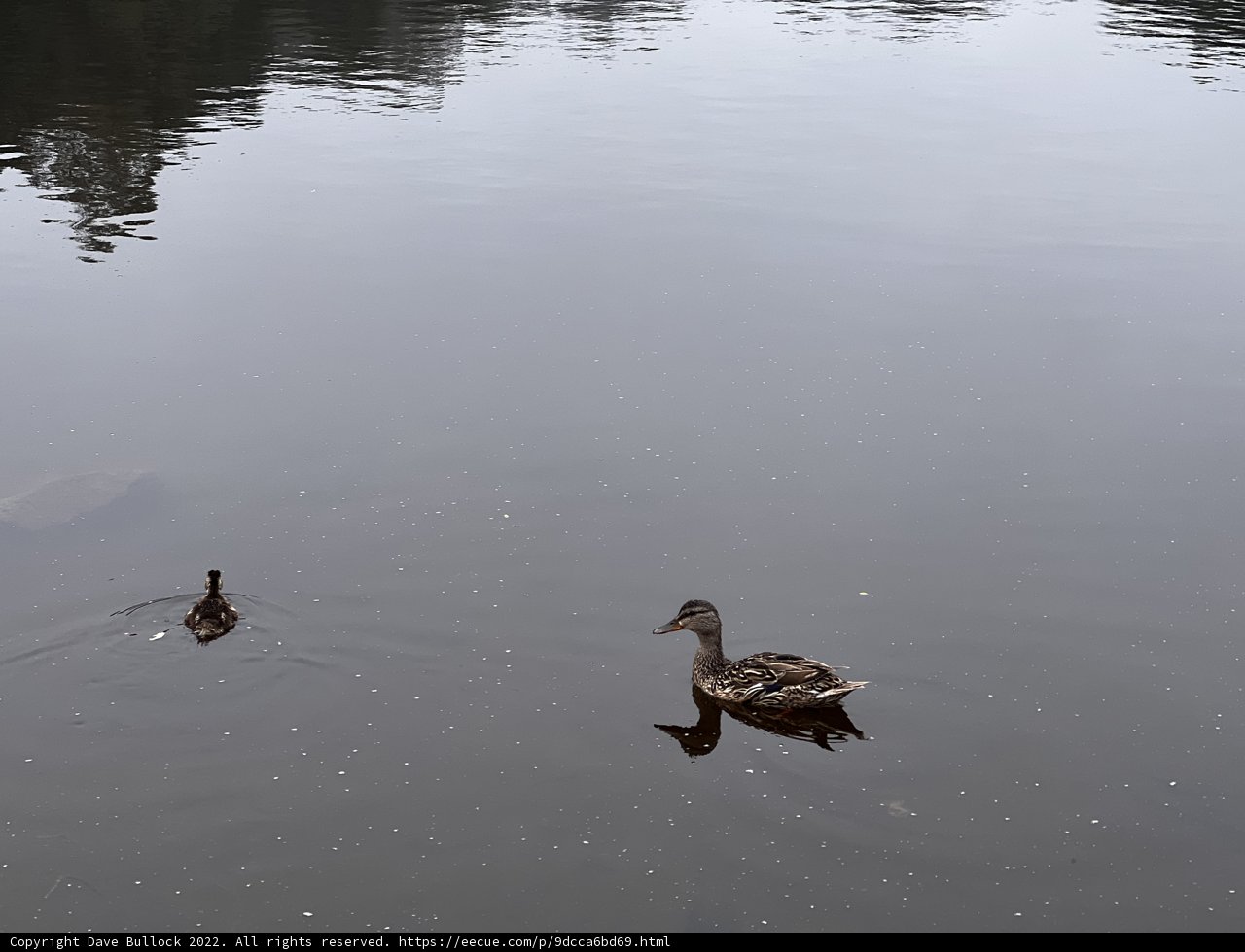 Ducks Take a Dip in Mountain Lake