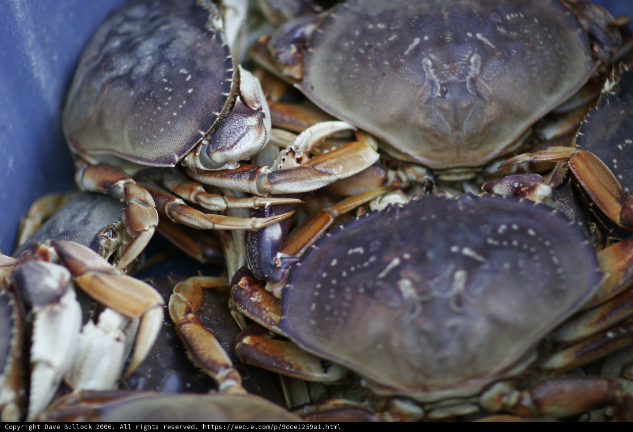 Crabs in a Blue Container