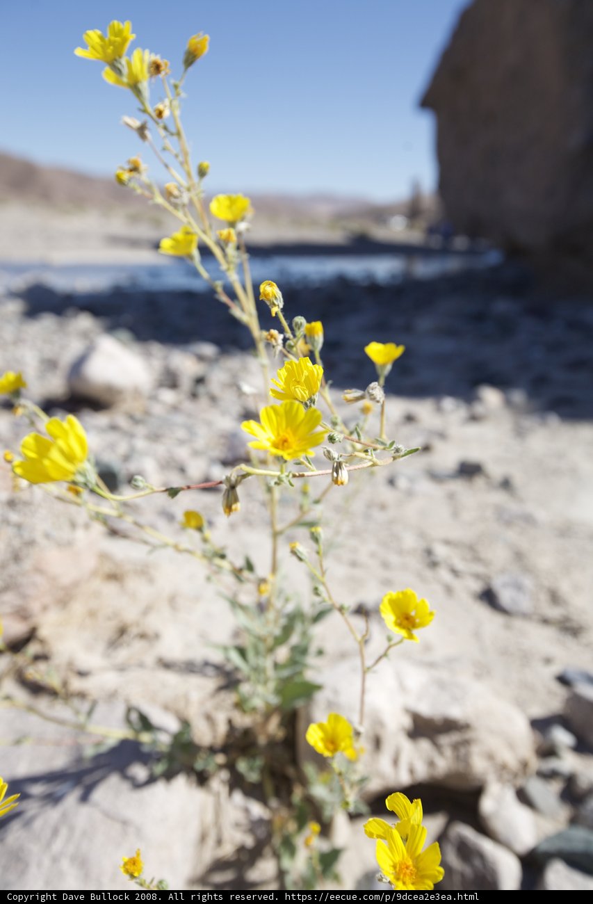 Yellow Daisy Growing in Rocky Terrain