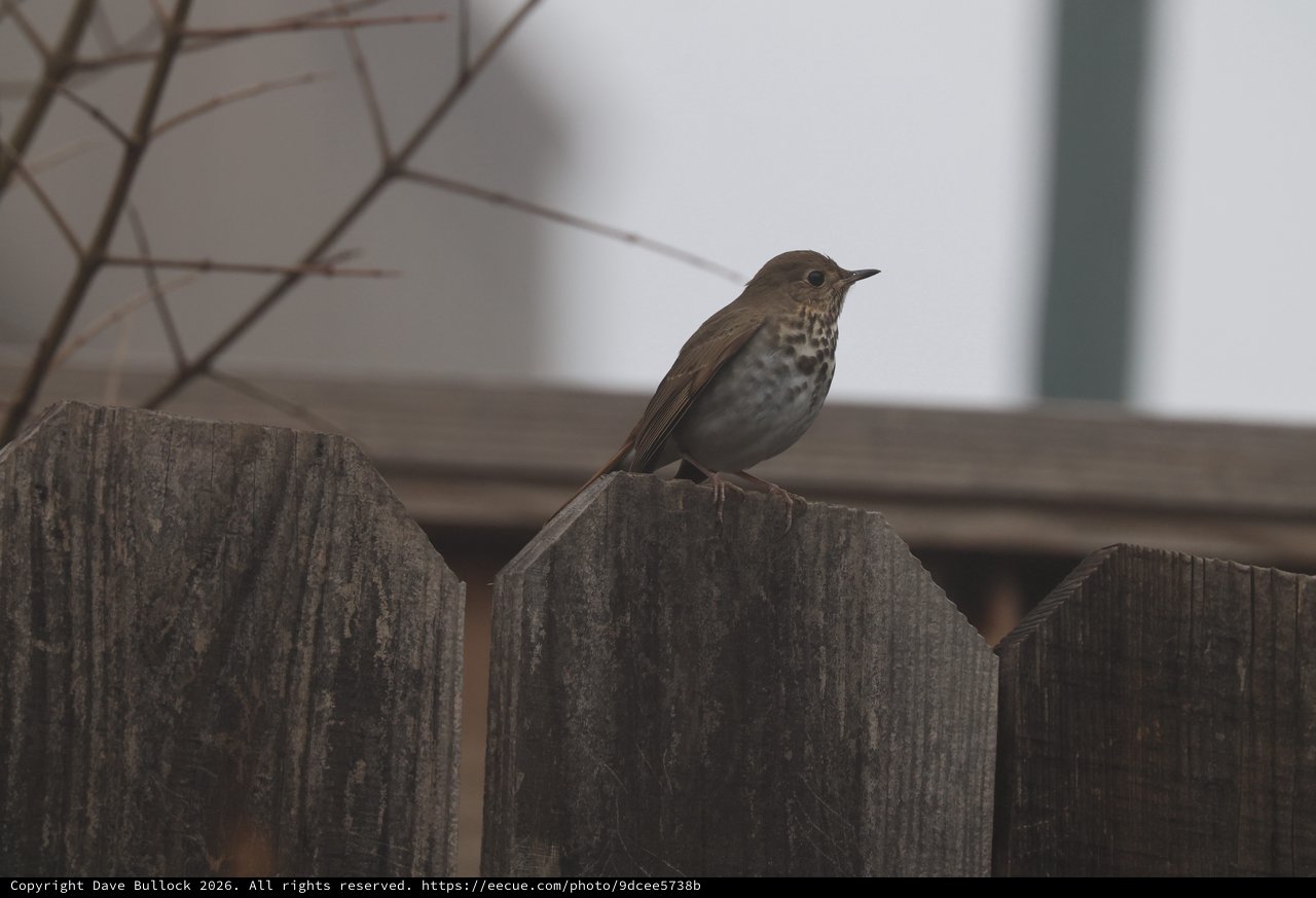 Hermit Thrush Perched on Weathered Wooden Fence
