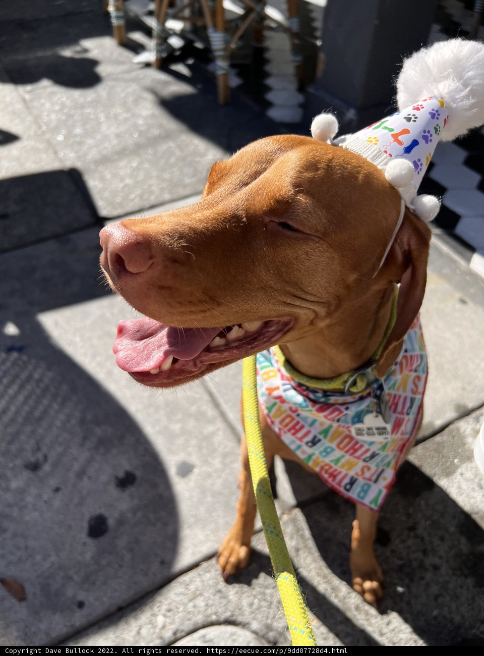 Happy Birthday Pup!