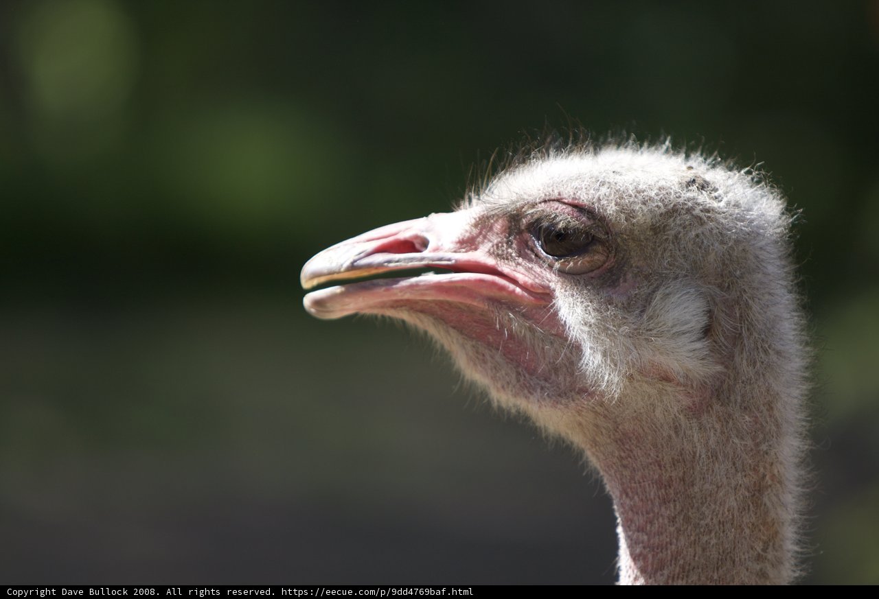 Discreet Ostrich
