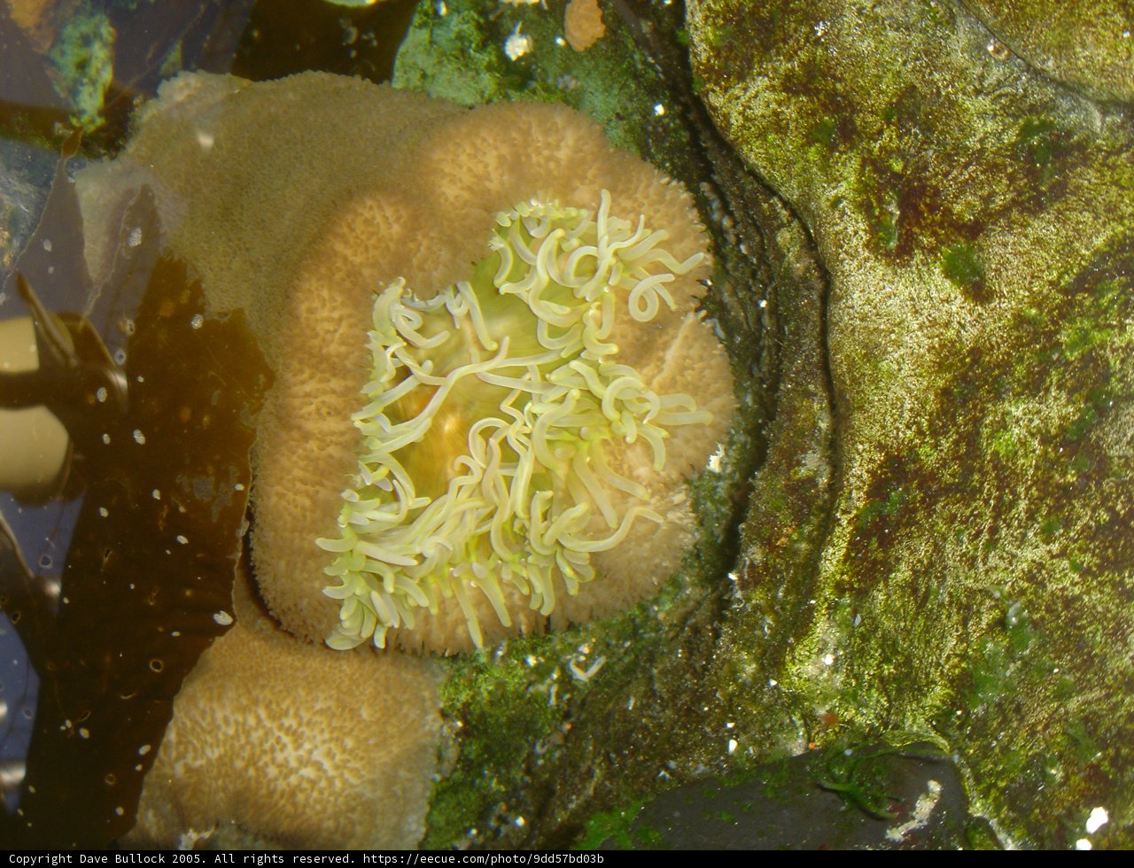 Magnificent Green Sea Anemone with White Flowers