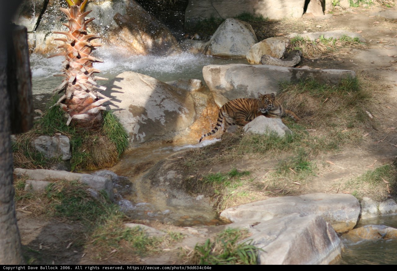 Majestic Tiger at the Stream