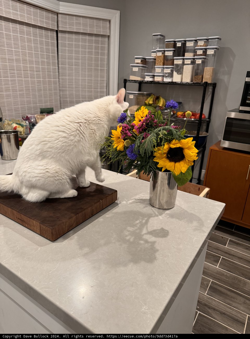 Serene Whiskers Among Blooms
