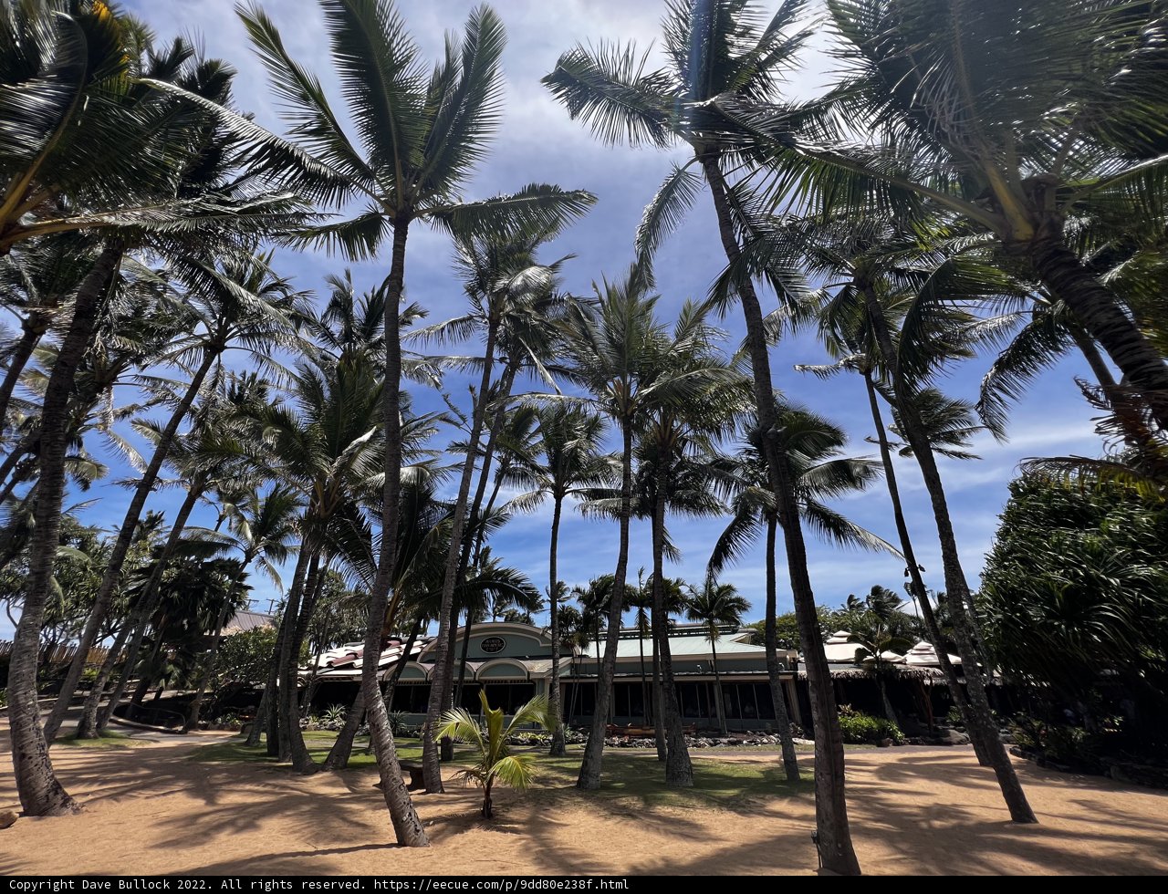 Tropical Paradise
