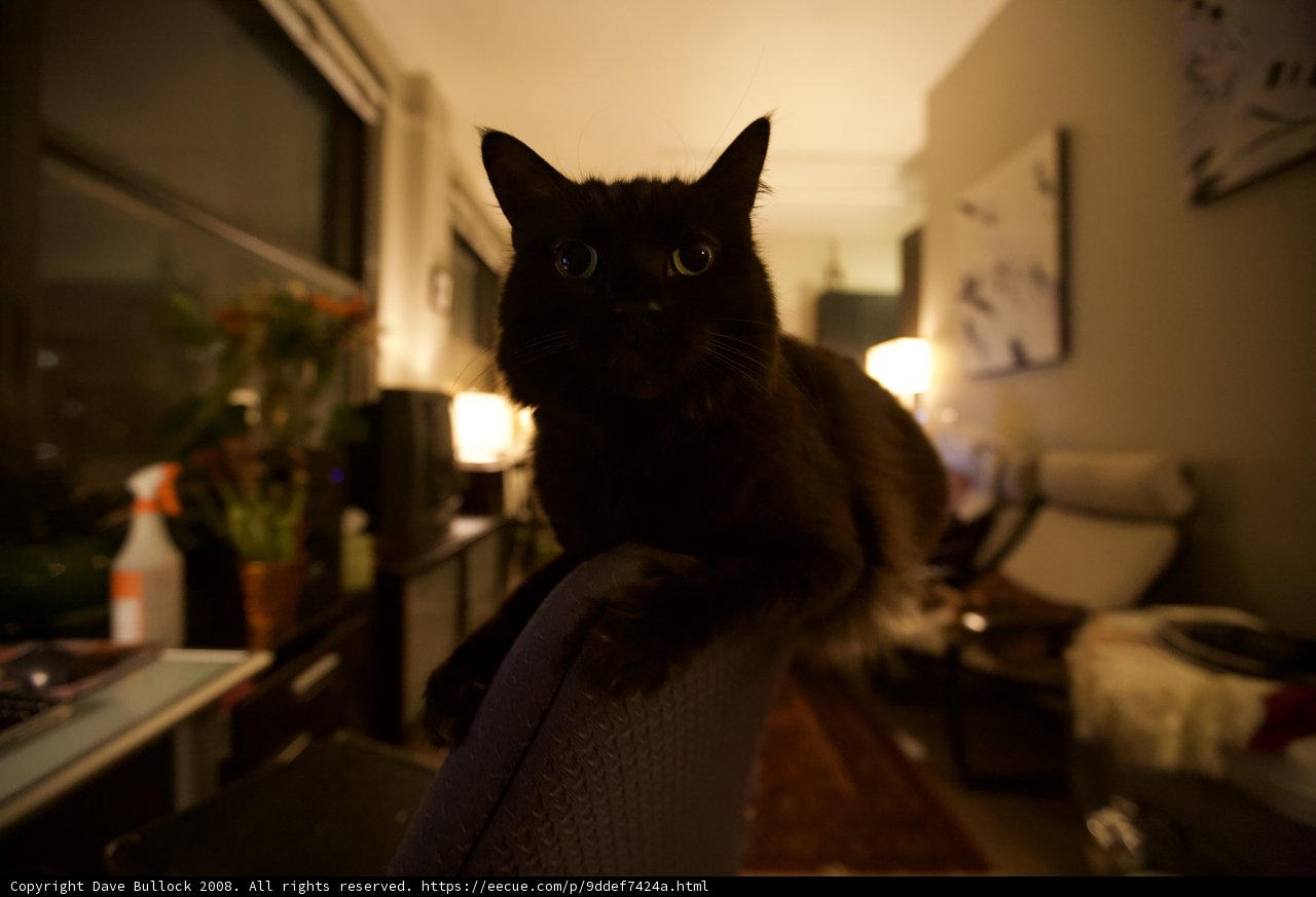 Black Cat Lounging in a Cozy Living Room