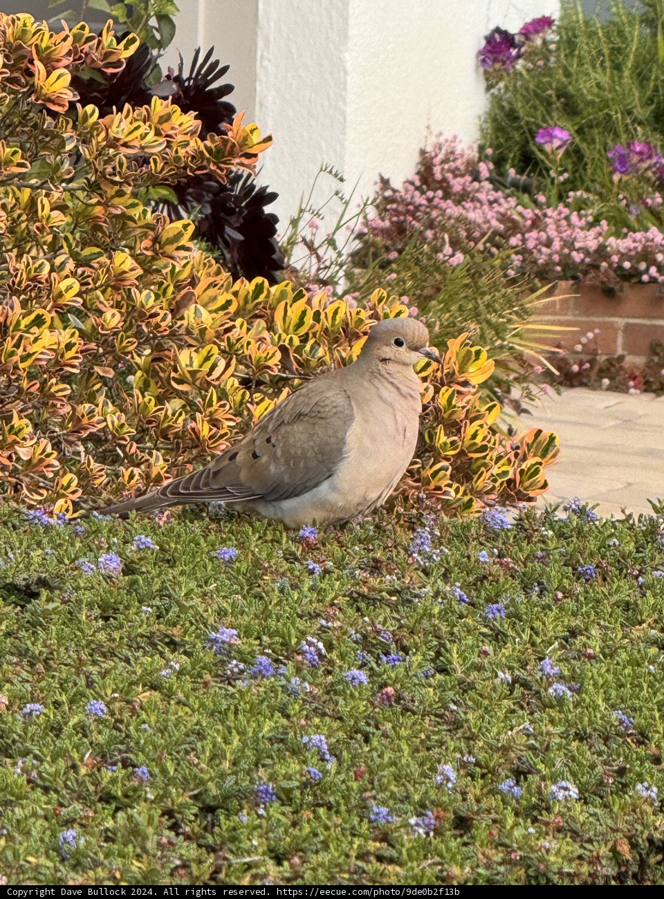 Morning Serenity in the Garden