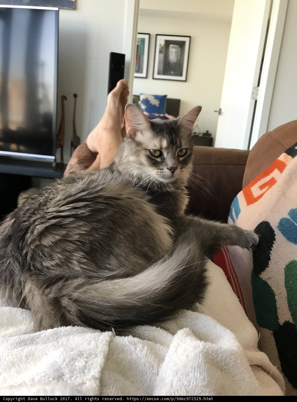 Cozy Gray Cat on Couch with Blanket