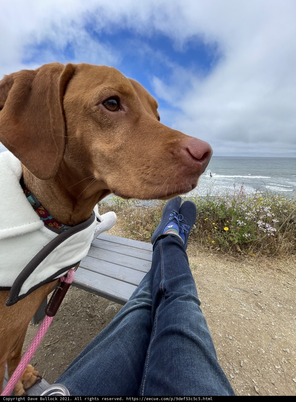 A Canine Moment by the Coast