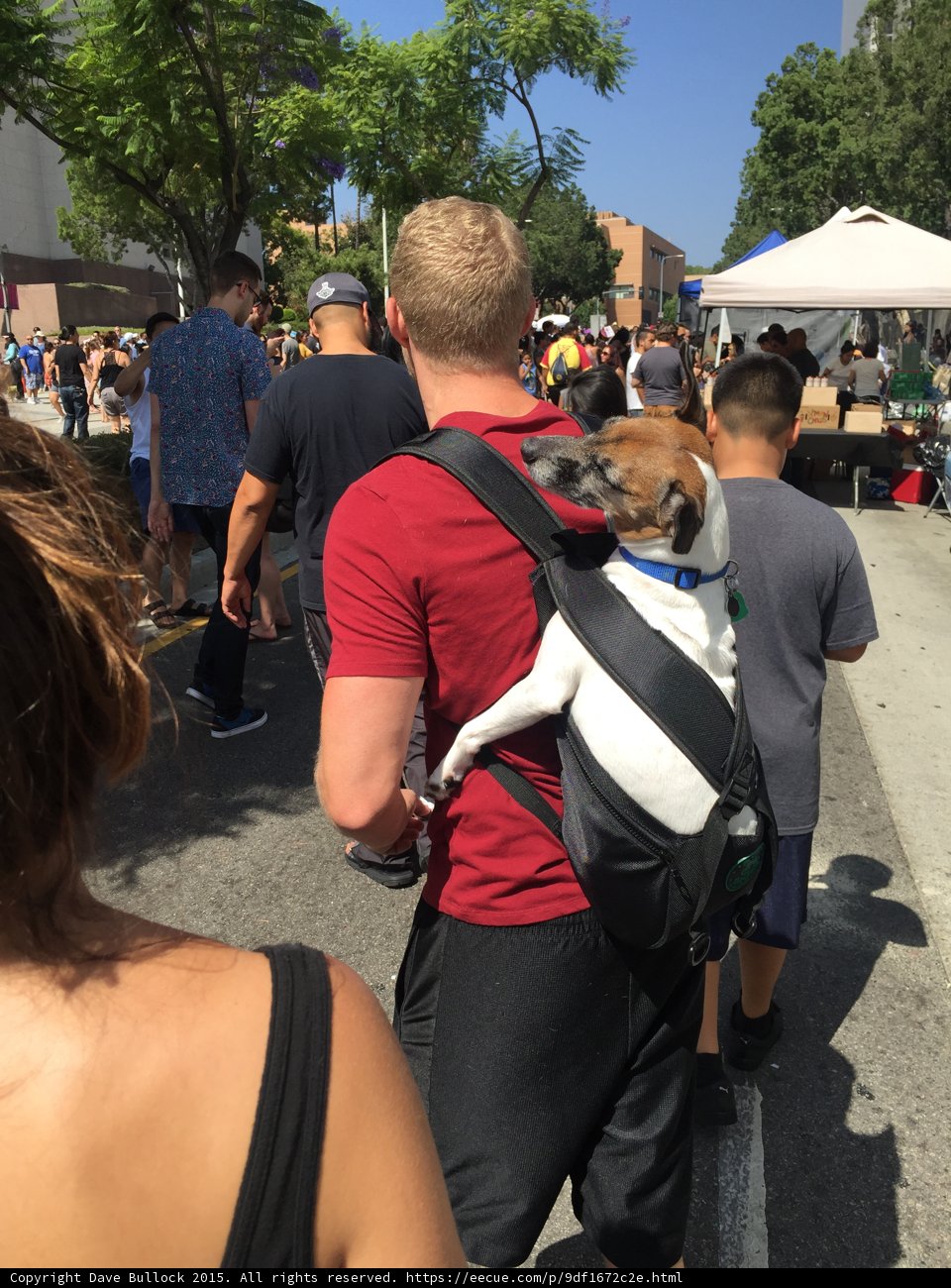 Backpack Dog at Festival