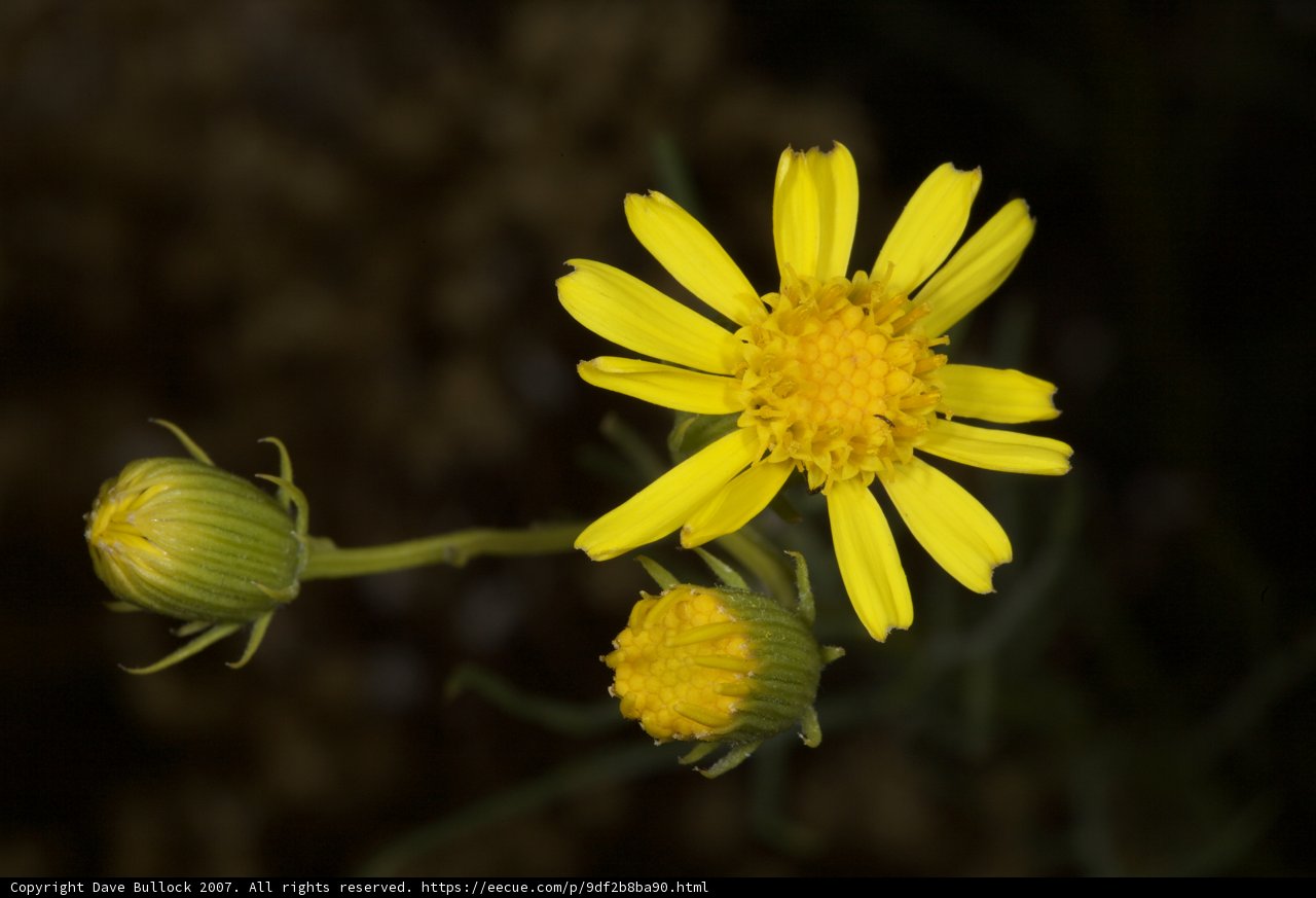 Sunny Daisy Delight