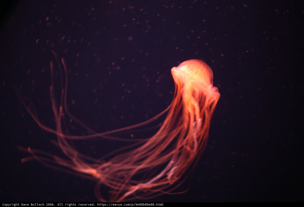 Glowing Jellyfish in the Abyss