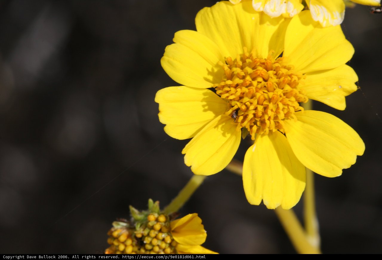 Buzzing on a Daisy