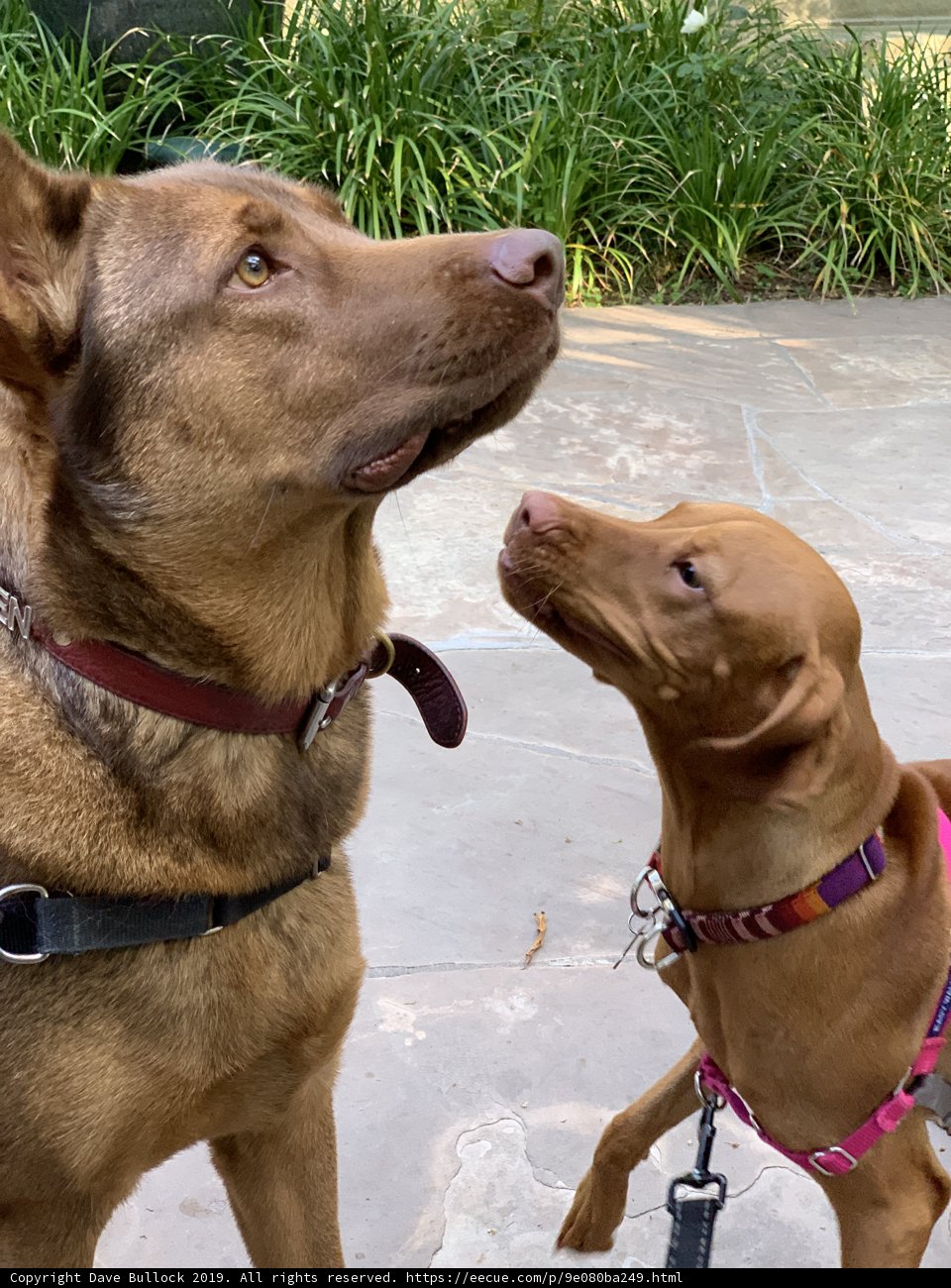 Canine Connection