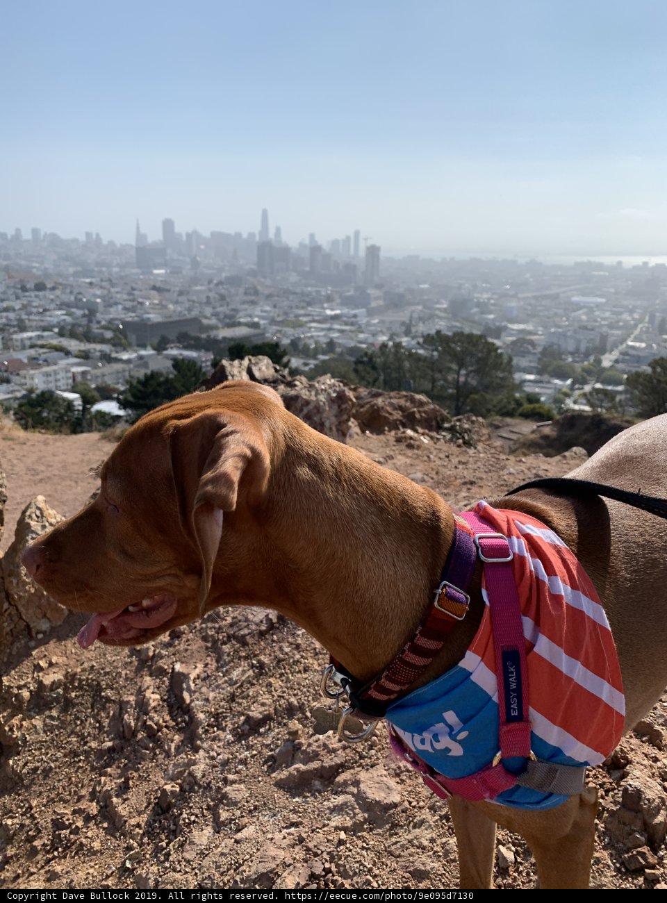 Colorful Vest on a Corona Heights Hill