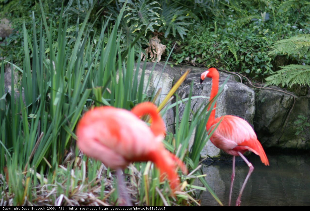 Flamingos meet their feline friend