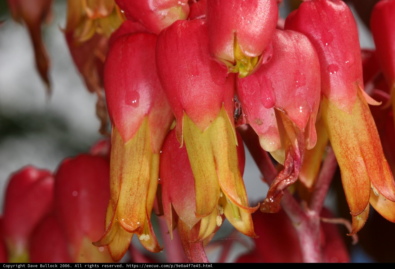 Vibrant Blooms