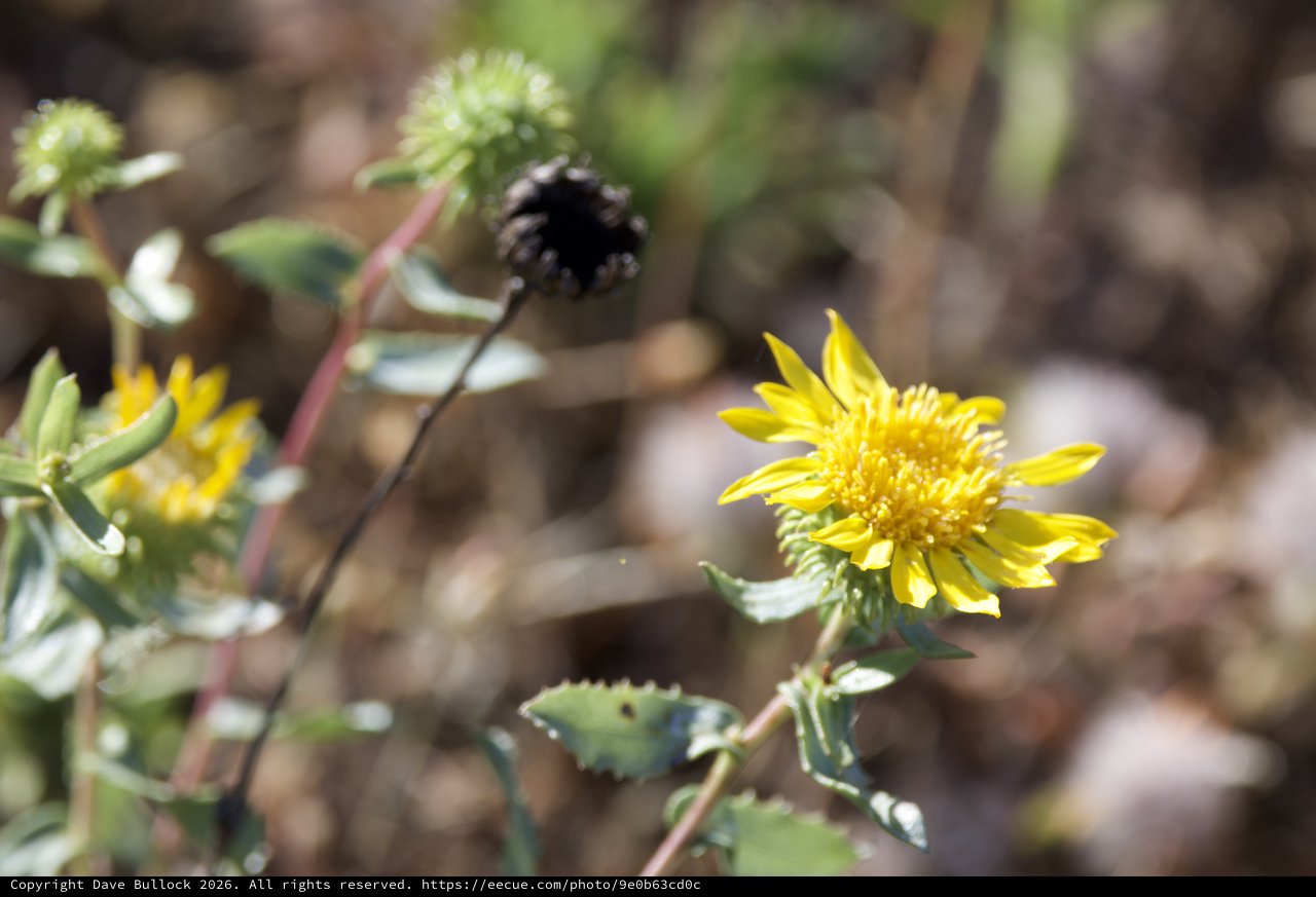 Wild Yellow Blooms on Mount Diablo's Sunlit Slopes