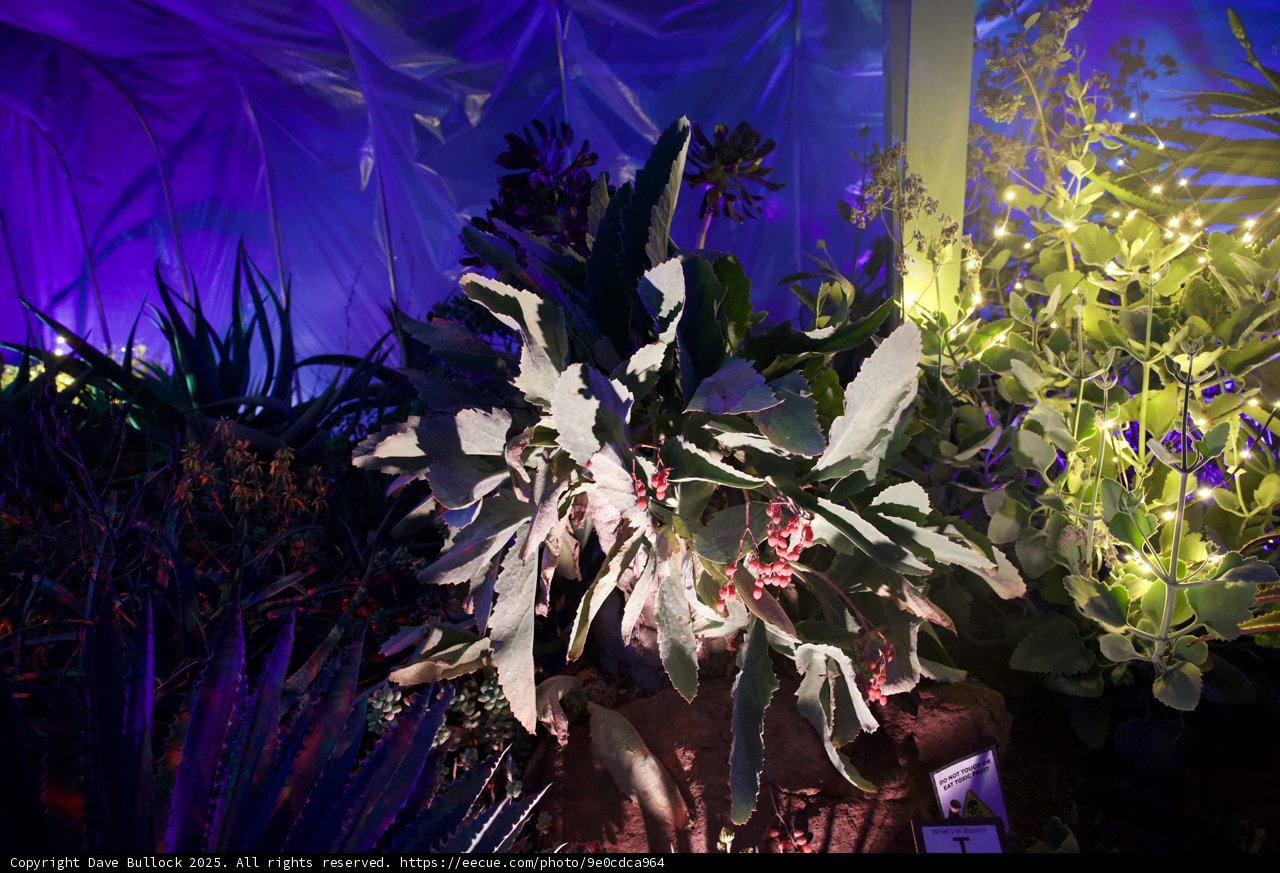Enchanted Garden Lightscape