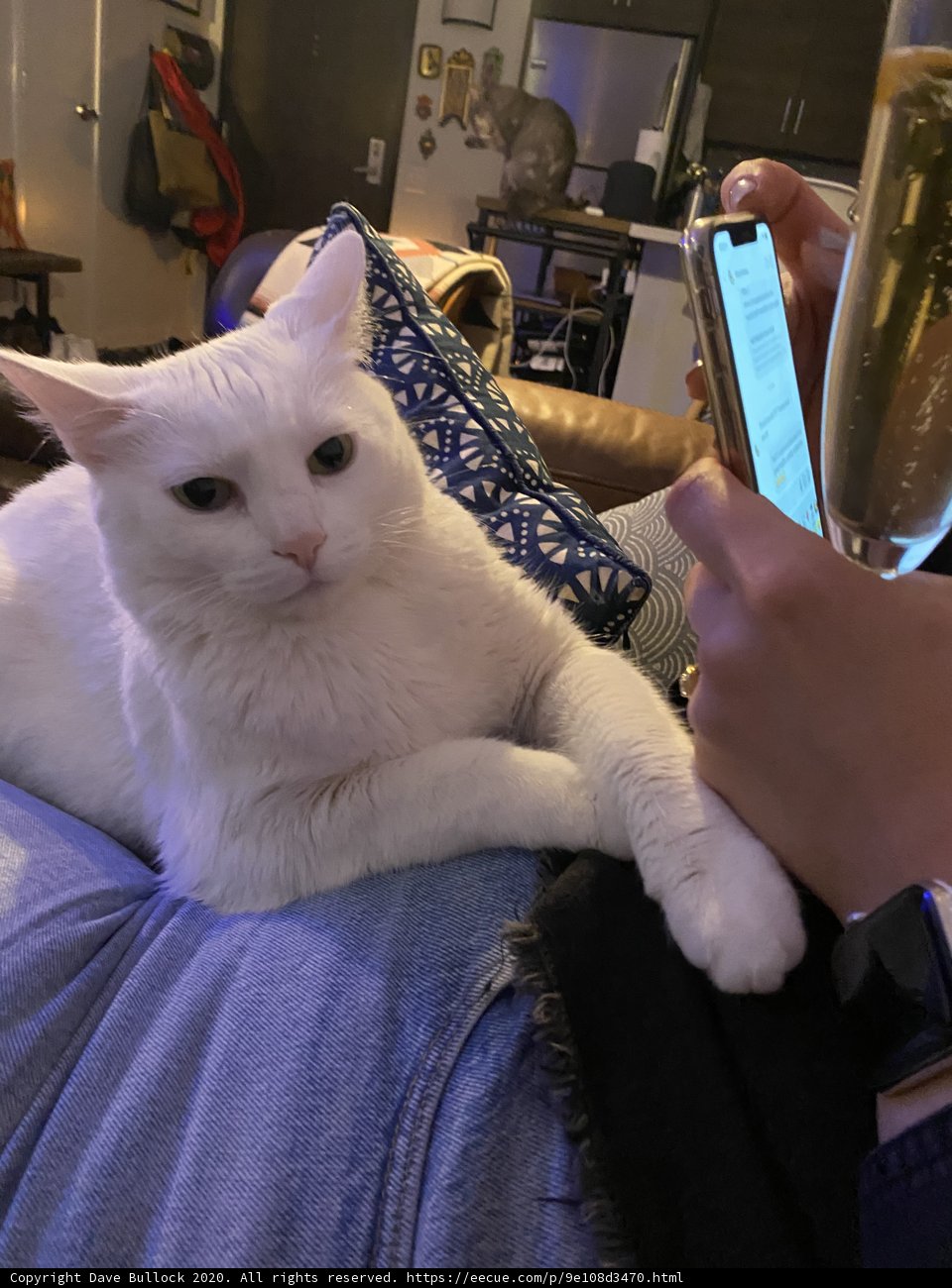 Cozy Couch Companion