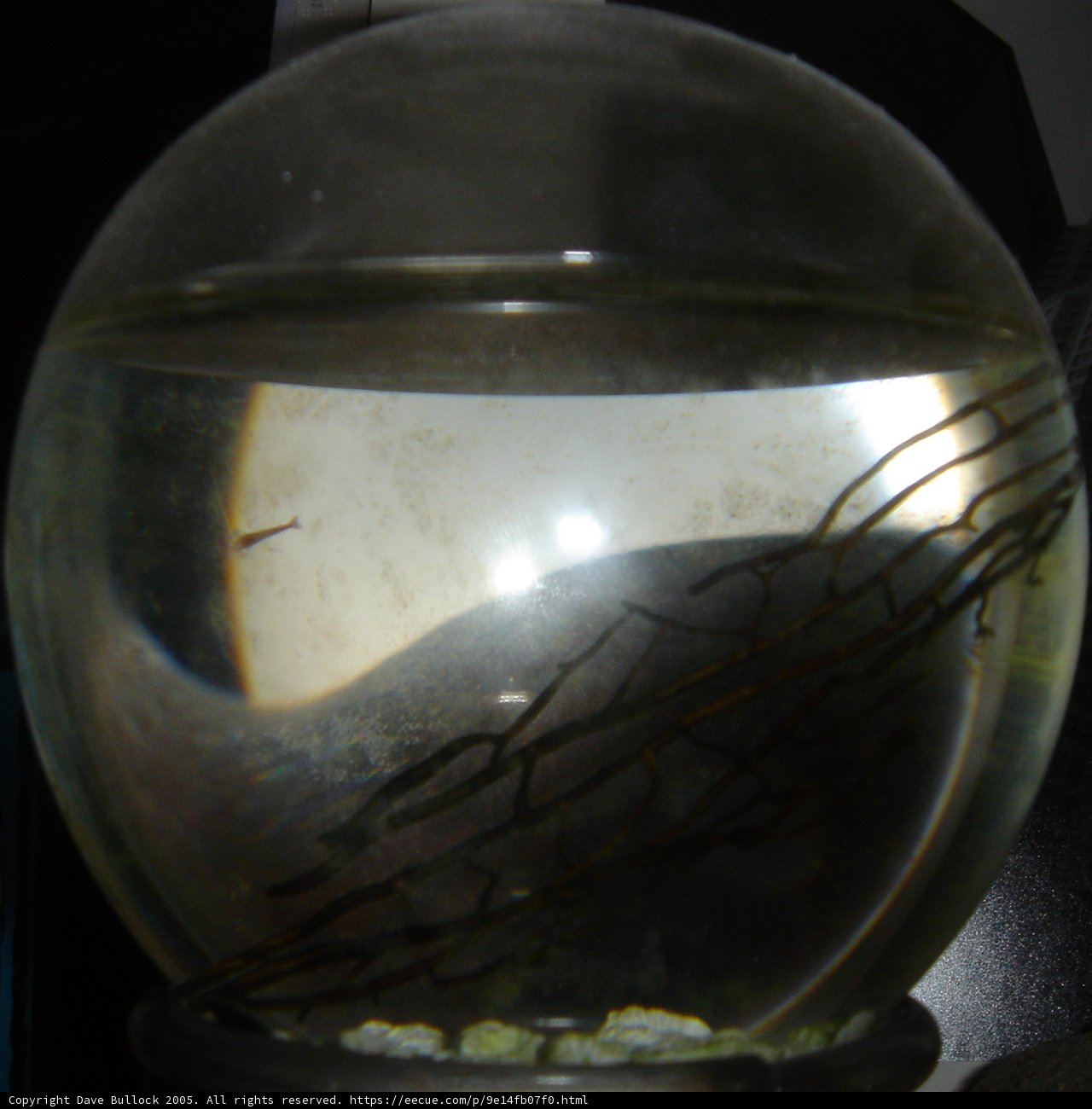 The Fish Bowl