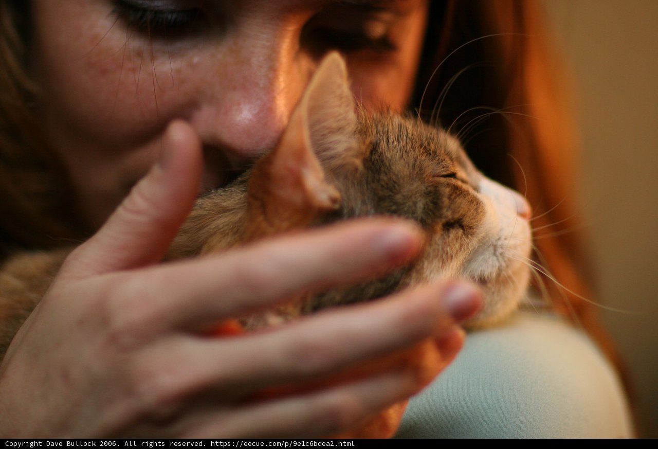 Woman Cuddles with her Abyssinian Cat