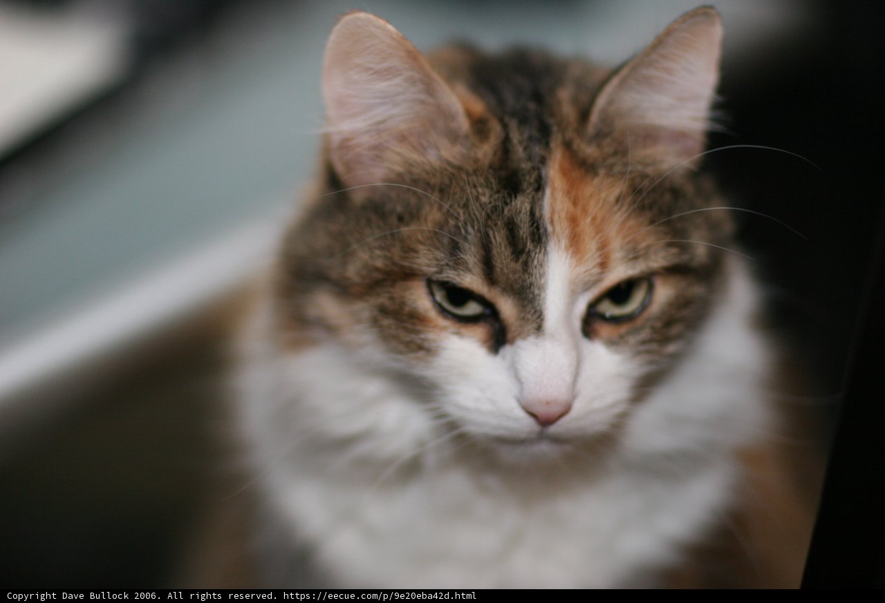 The Feline Gaze