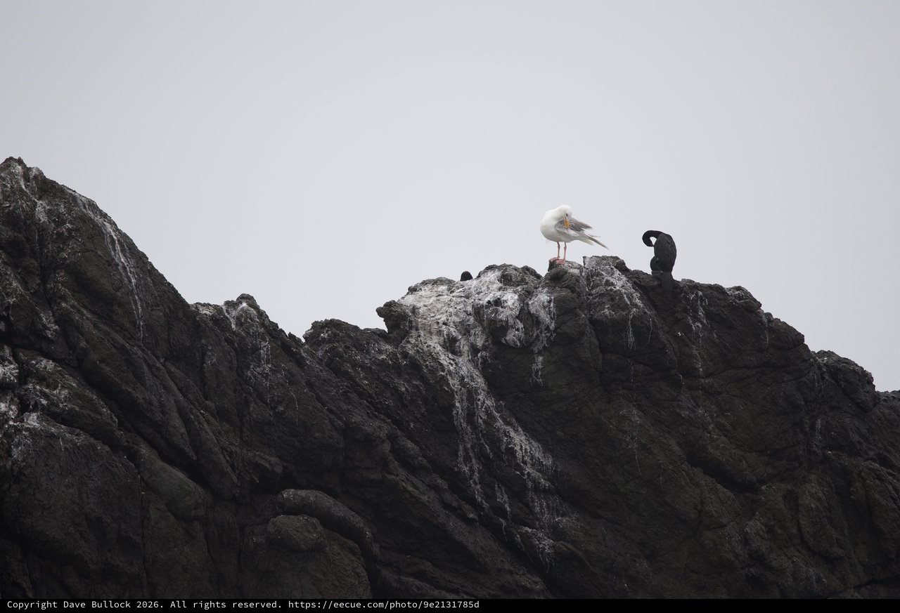 Seagull and Cormorant Share Rocky Coastal Perch