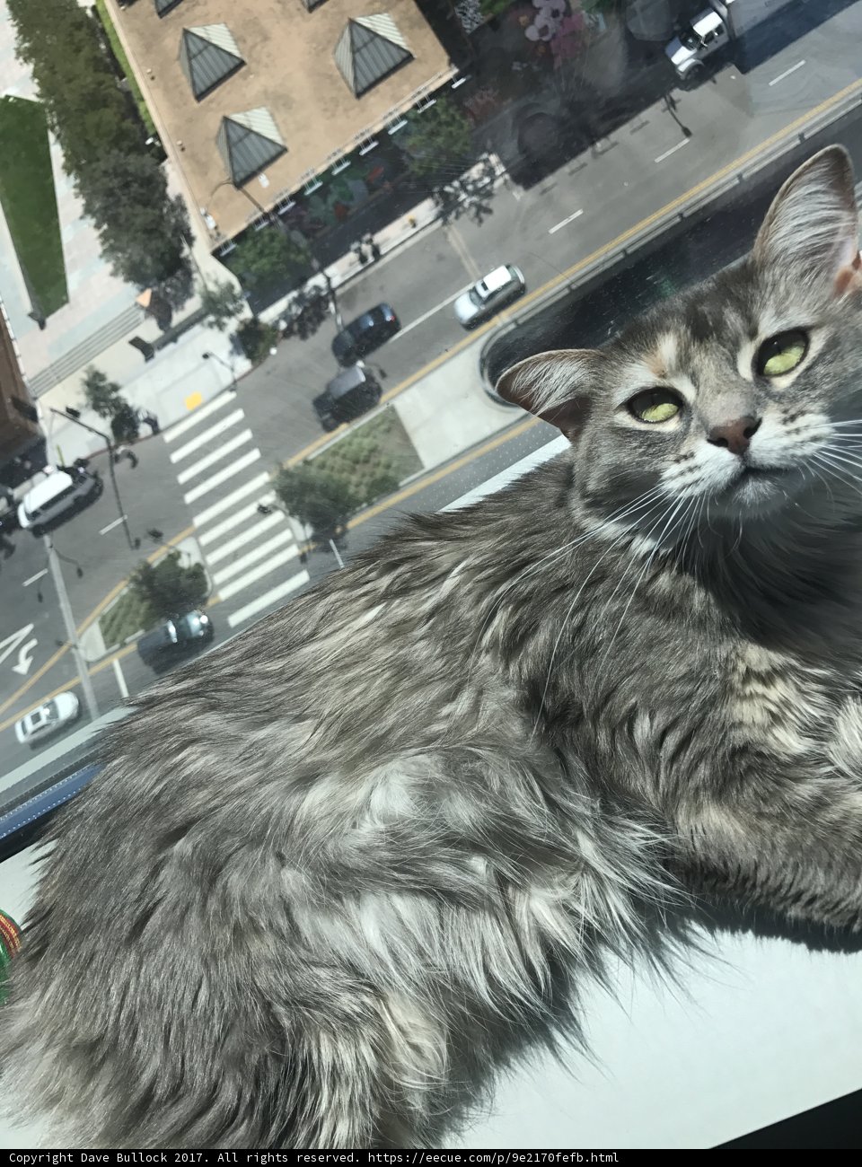 The Urban Feline