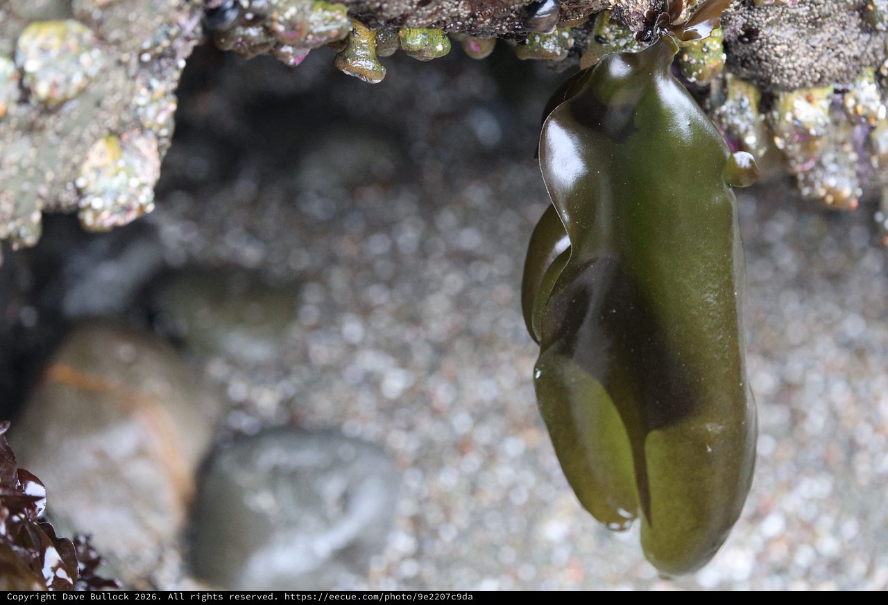 Bladder Wrack Seaweed Hanging in Rocky Tide Pool