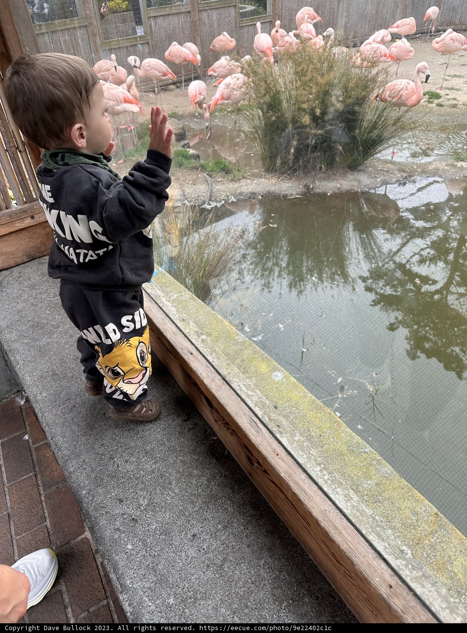 A Young Boy's Flamingo Fascination