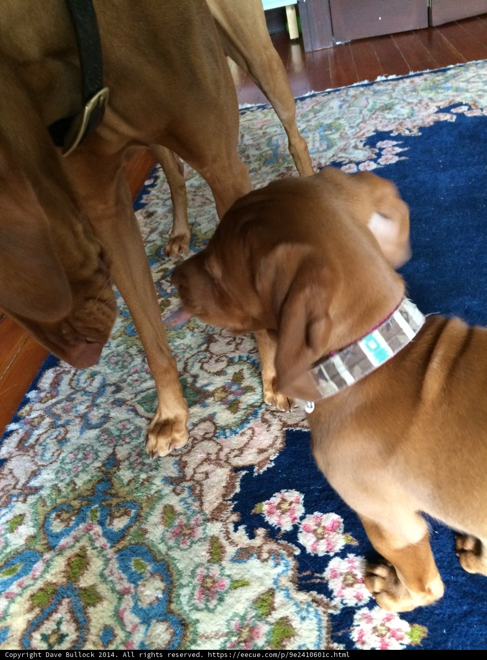 Puppy Playdate