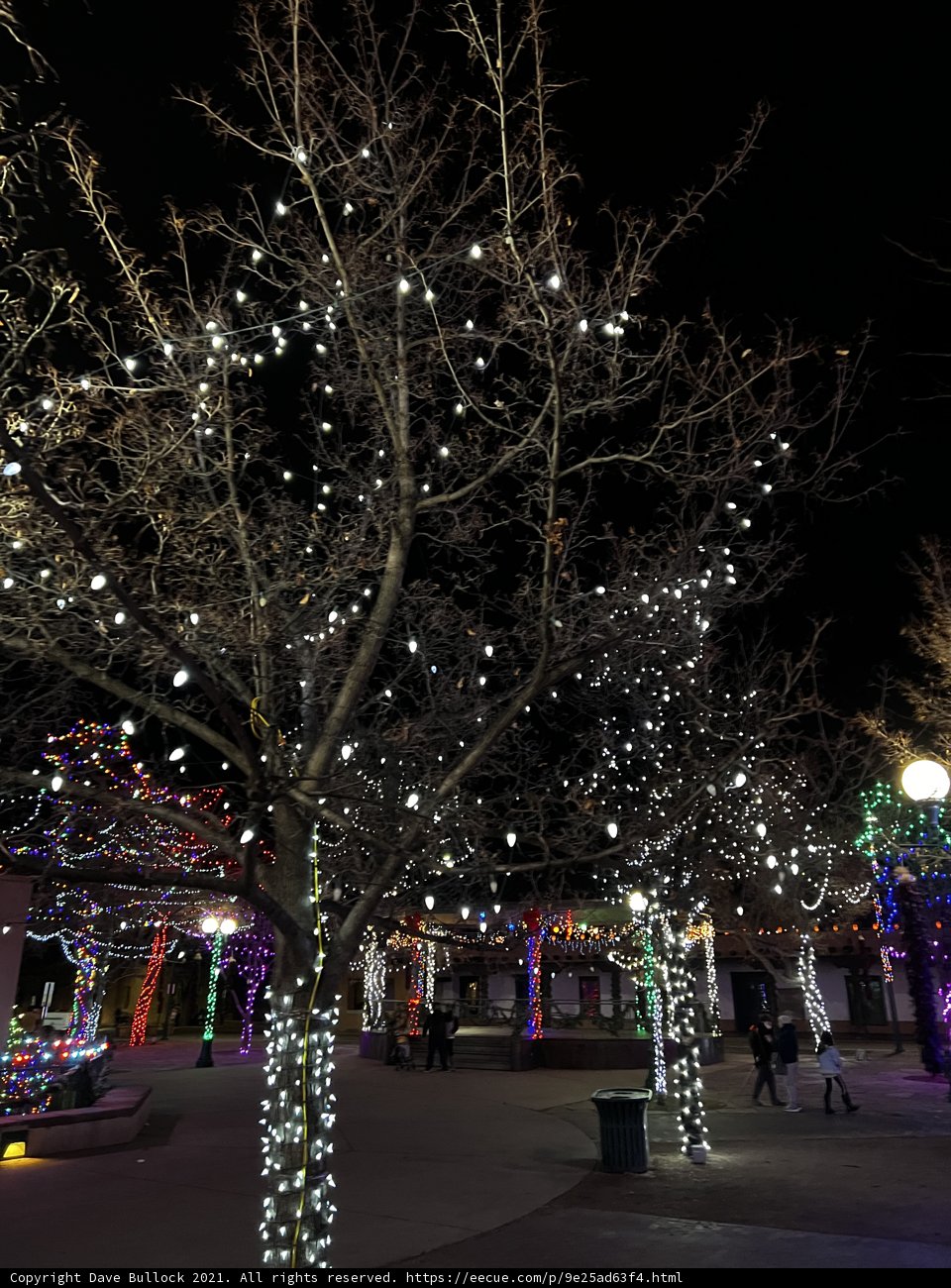Illuminated Tree in Santa Fe Plaza