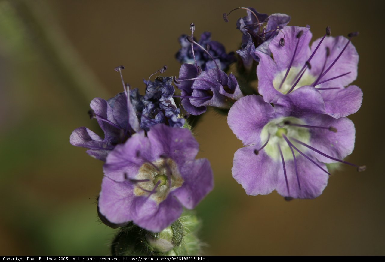 Purple Petunias in Bloom
