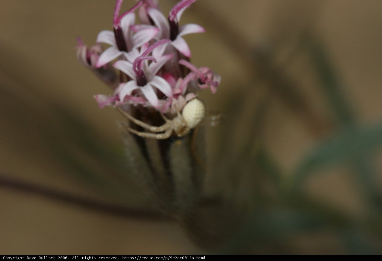 Desert Flower Spider