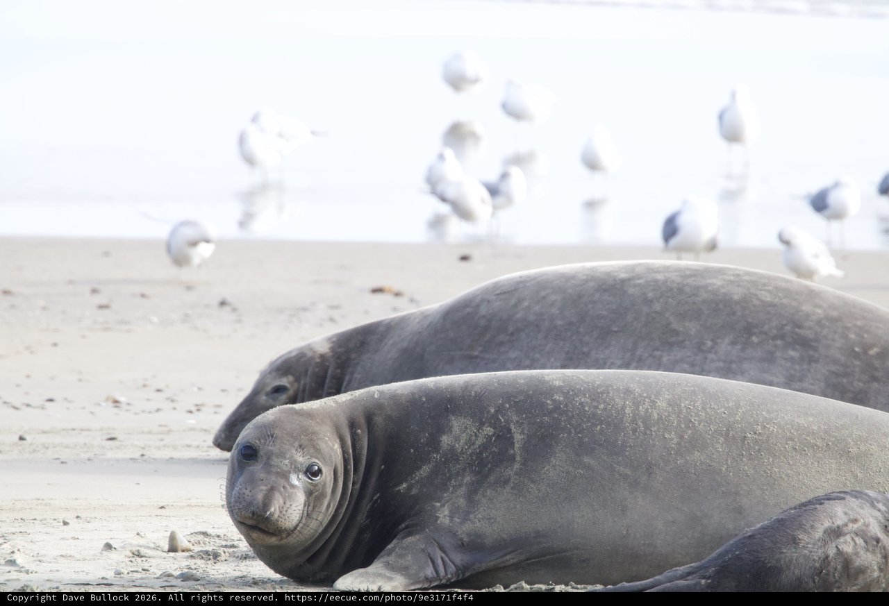 Northern Elephant Seals Resting on Drakes Beach