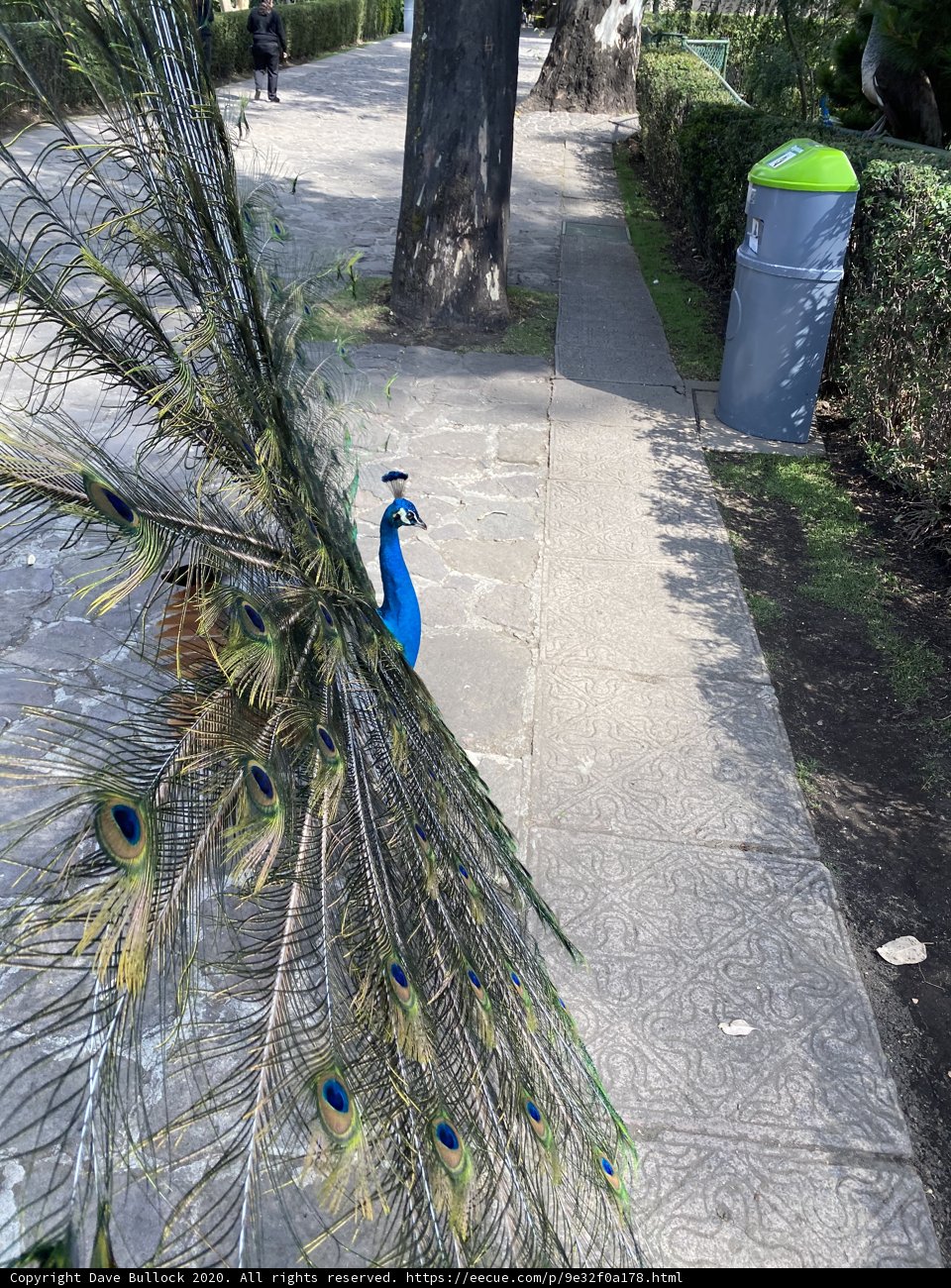 Regal Peacock Strolls Down Xochimilco Pathway