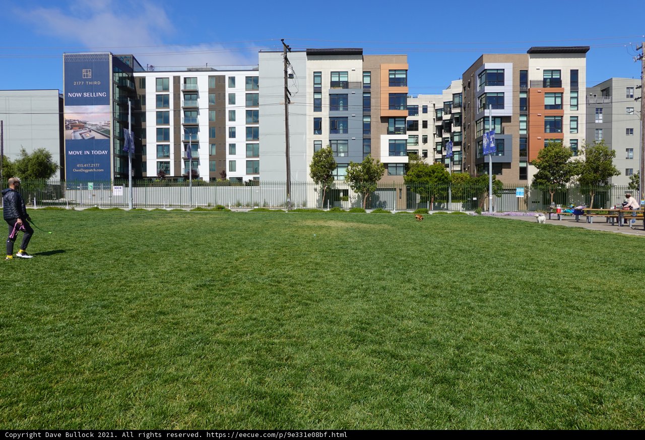 Playing Frisbee in the San Francisco Sunshine