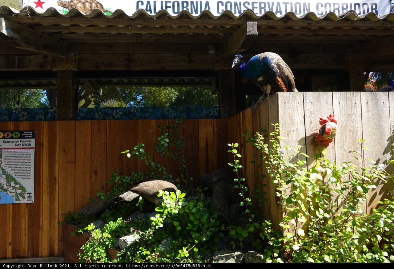Majestic Peacock Perched on a Fence at the San Francisco Zoo