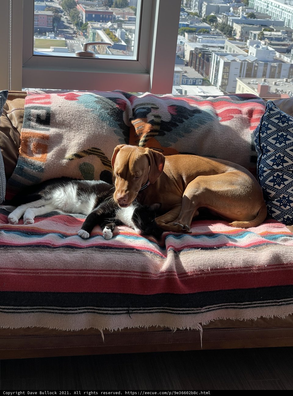 Furry Friends on the Couch