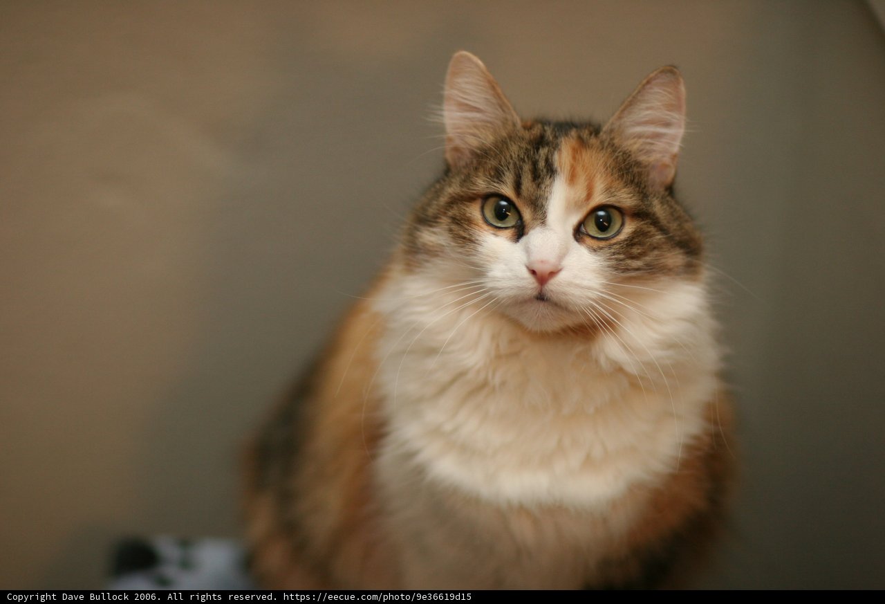 Abyssinian Cat Poses for the Camera