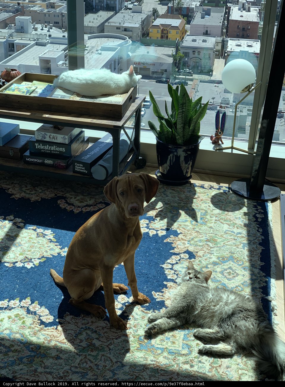 Furry Friends Pose for a Picture on the Living Room Rug