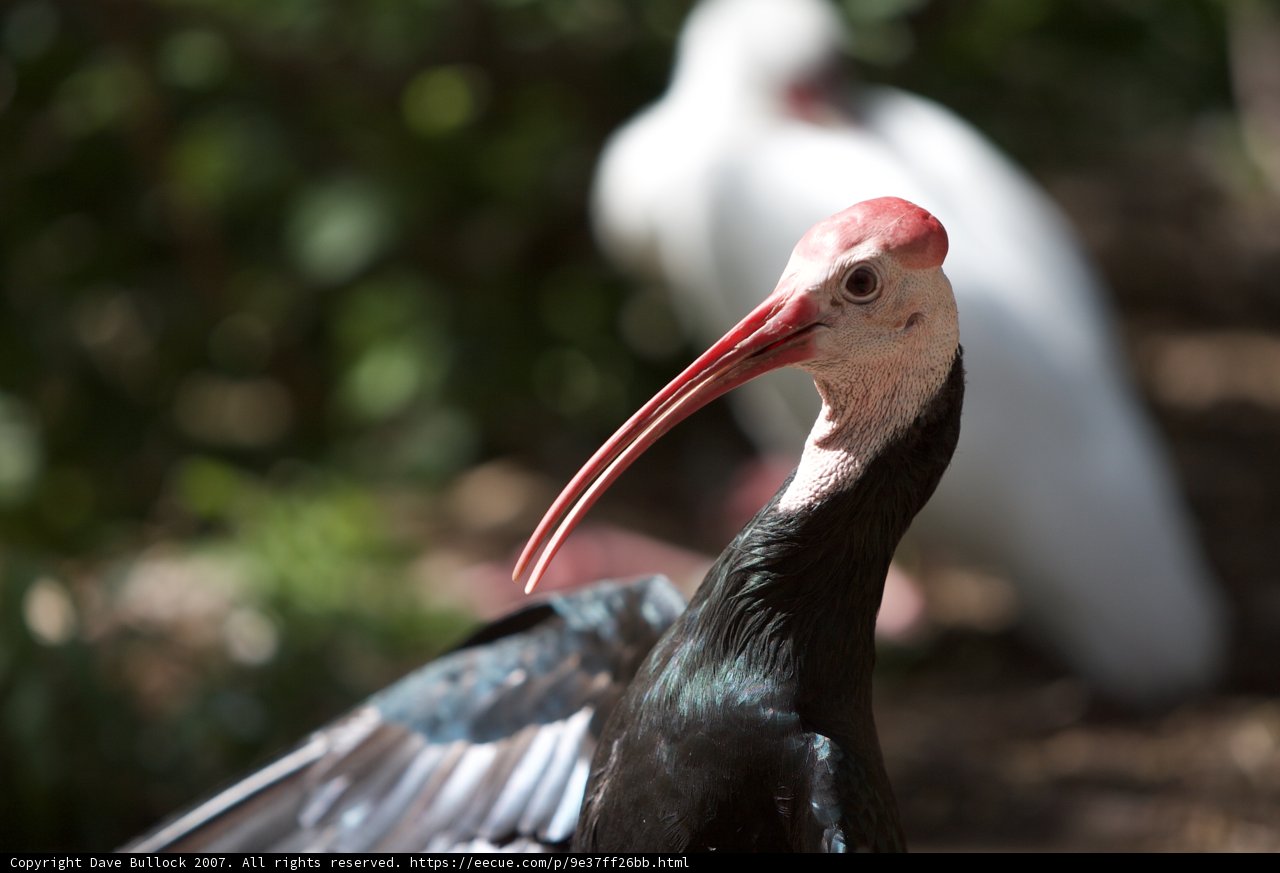 Majestic White-Headed Bird with a Long Beak