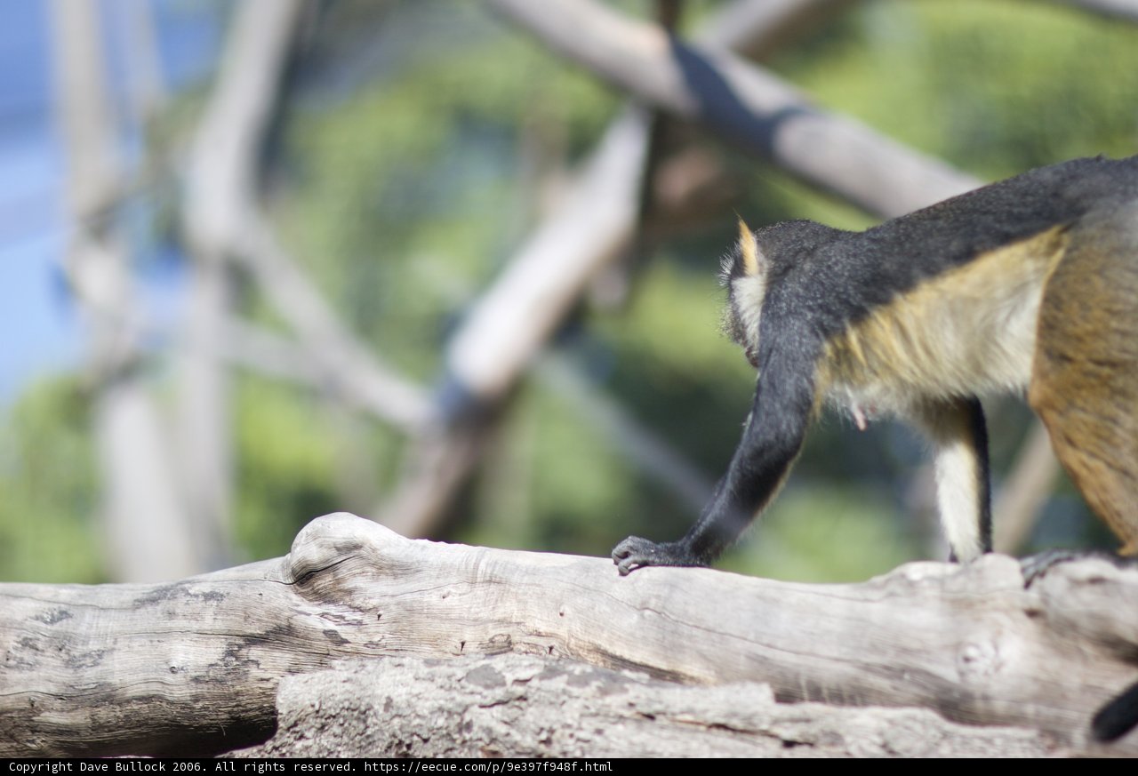 Surprised Monkey