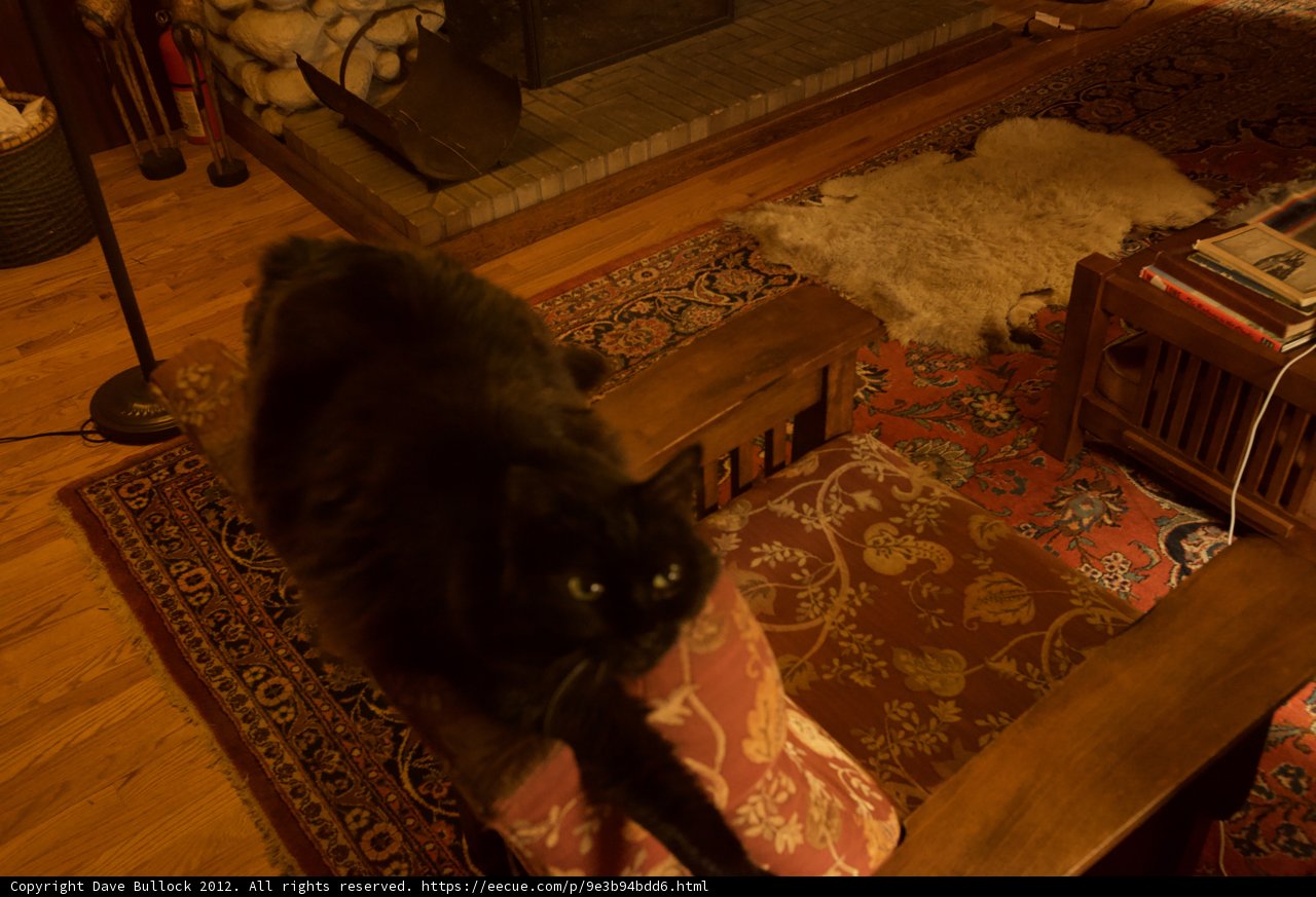 The Black Cat Relaxing on a Hardwood Chair